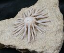 Salenia Urchin Fossil - Late Cretaceous #12947-1